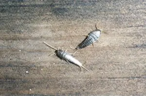 Segment: SILVERFISH
