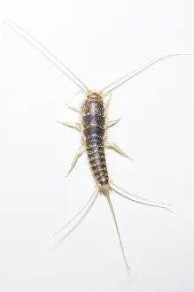 Primitive: Silverfish