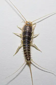 Primitive: Silverfish