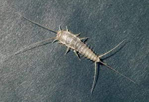 Twala Trust Asbl: SILVERFISH