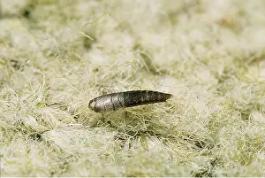 Crawling: SILVERFISH - Crawling over carpet