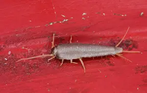 Antennae: A silverfish - in domestic kitchen