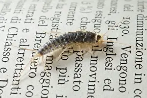 Silverfish: Silverfish / Fish-moth / Carpet Shark / Paramite