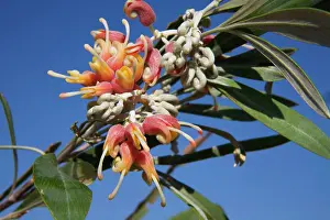 Grevillea: Silverleaf Grevillea