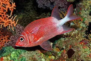 Squirrelfish: Silverspot squirrelfish (Sargocentron caudimaculatum)