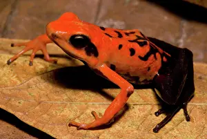 Toxins: Silverstone's Poison Frog