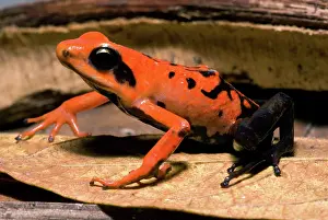 Toxins: Silverstone's Poison Frog