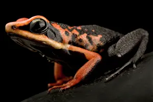 Blacks: Silverstone's poison frog (Ameerega silverstonei