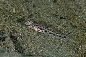 January: Silverstreak Shrimpgoby