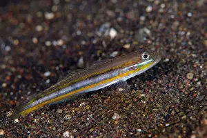 Stripe: Silverstripe Goby - described recently (2016) - Bulakan dive