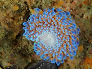 Capensis: Silvertip nudibranch (Janolus capensis), False Bay