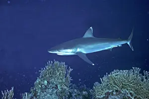 Albimarginatus: Silvertip Reef Shark - these beautiful sharks grow