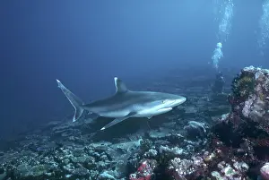 Albimarginatus: Silvertip Reef shark - female, these beautiful