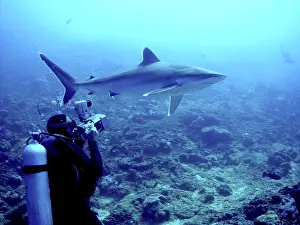 Albimarginatus: Silvertip shark - Camerman filming Silvertip, Potentially