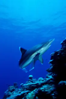 Albimarginatus: Silvertip shark, Carcharhinus albimarginatus, Witu island, W