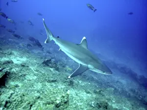 Albimarginatus: Silvertip Shark - Feeds on small sharks, rays, fish