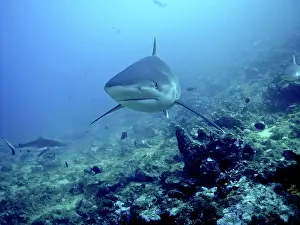Albimarginatus: Silvertip Shark - Potentially dangerous, found