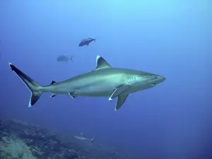 Dangerous: Silvertip Shark - potentially dangerous. Found