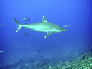 Albimarginatus: Silvertip Shark - potentially dangerous, feeds