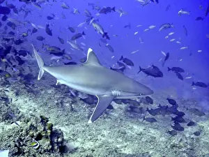 Albimarginatus: Silvertip Shark - potentially dangerous. feeds