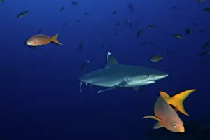 Albimarginatus: Silvertip Shark - San Benedicto Revillagigedo Socorro Island