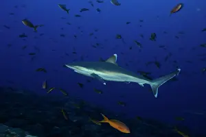 Albimarginatus: Silvertip Shark - San Benedicto Revillagigedo Socorro Island