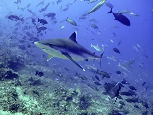 Albimarginatus: Silvertip Shark - swimming through school of fish