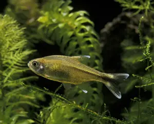 Tetra: Silvertip tetra