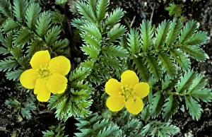 Potentilla: Silverweed