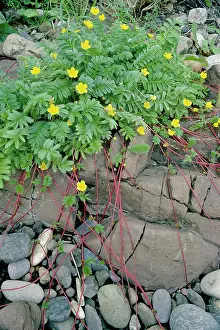 Potentilla: SILVERWEED