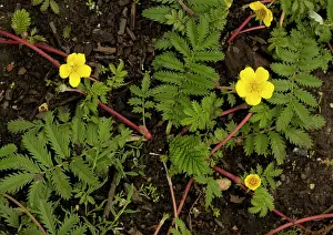 Potentilla: Silverweed