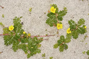 Potentilla: Silverweed - growing in clumps on sand