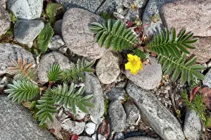Cobbles: Silverweed - growing between cobbles