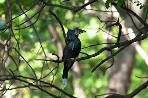 Brevis: Silvery-beaked Hornbill