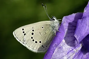 Silvery: Silvery Blue Butterfly