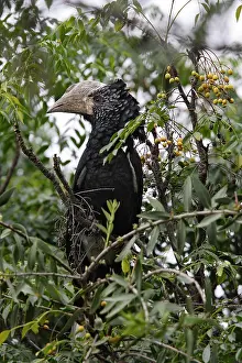 Bycanistes: Silvery-cheeked Hornbill