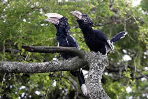 Bycanistes: Silvery-cheeked Hornbill