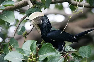 Bycanistes: Silvery-cheeked Hornbill