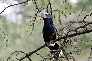 Bycanistes: Silvery-cheeked Hornbill