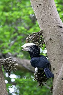 Bycanistes: Silvery-cheeked Hornbill