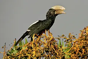 Bycanistes: Silvery Cheeked Hornbill among Dracaena fruits
