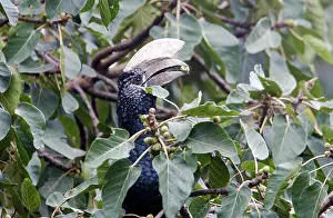 Bycanistes: Silvery-cheeked Hornbill - eating