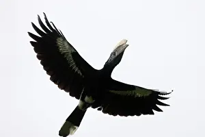 Bycanistes: Silvery-cheeked Hornbill - in flight