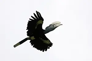 Bycanistes: Silvery-cheeked Hornbill - in flight