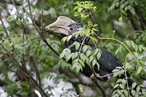 Bycanistes: Silvery-cheeked Hornbill - with food in beak