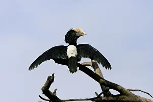 Bycanistes: Silvery-cheeked Hornbill - with wings spread