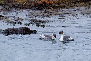 Silvery: Silvery Grebe