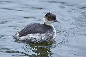 Silvery: Silvery Grebe