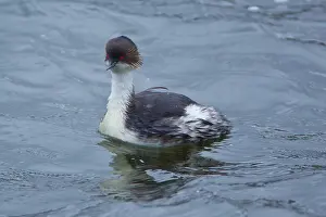 Ecuadoran: Silvery Grebe