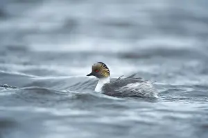 Podiceps: Silvery Grebe